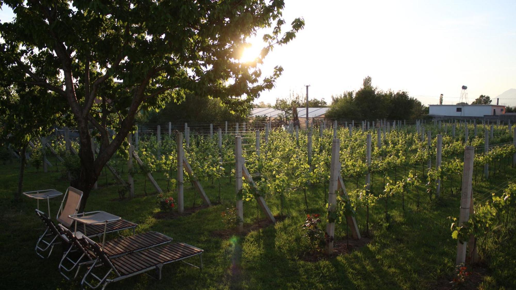 "Per Mik" Cottage In Vineyard Shkoder Exterior photo