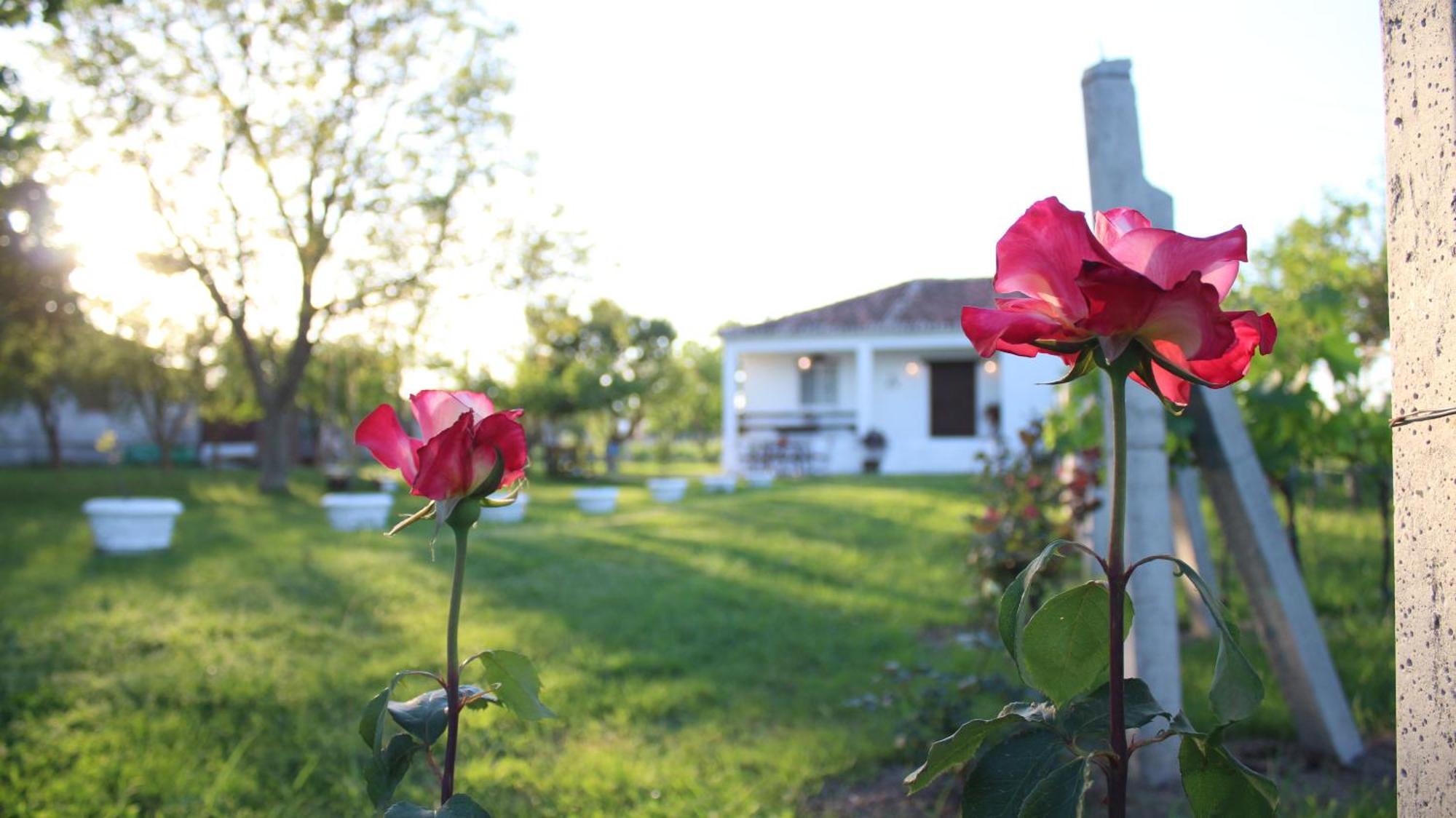 "Per Mik" Cottage In Vineyard Shkoder Exterior photo